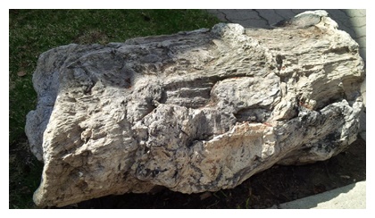 petrified wood