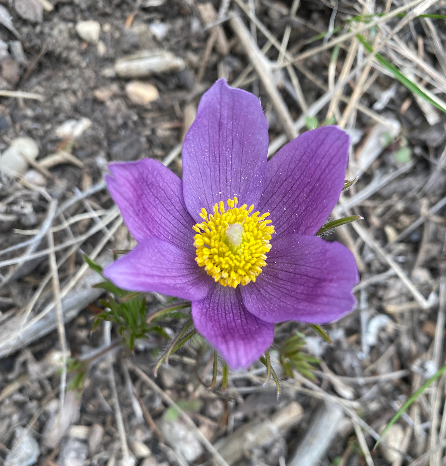 A crocus blooms